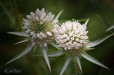 Teasel Blossoms