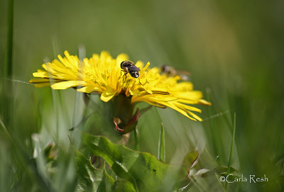 Dandelion at Eye Level