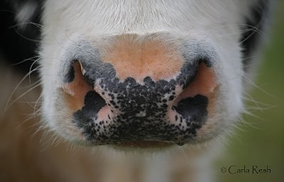 T-Bone's nose