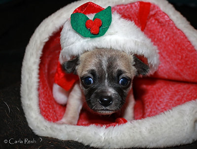 Frack    last Christmas Puppy 