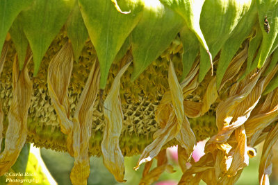 Sunflower making sunflower seeds