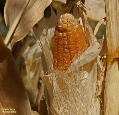 Dried Corn