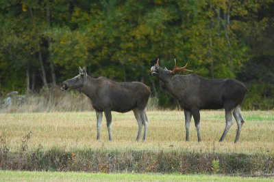 Moose 3