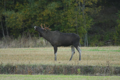 Moose 5