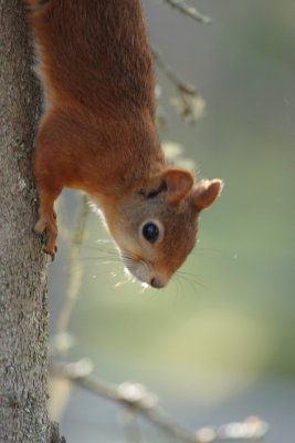 Red Squirrel 1