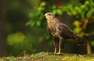 Buzzard 5