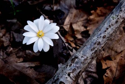 Blood Root
