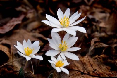 Blood Root