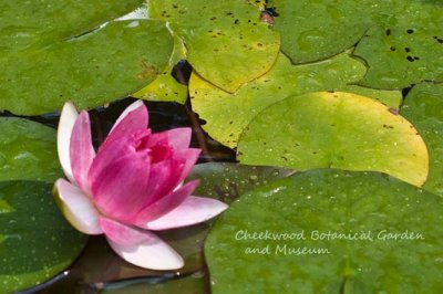 cheekwood_botanical_garden