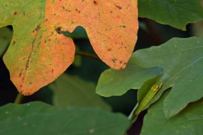 Nature's Camouflage