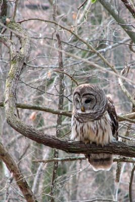 Barred Owl