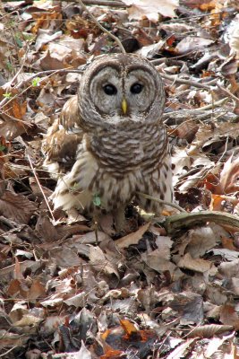 Barred Owl