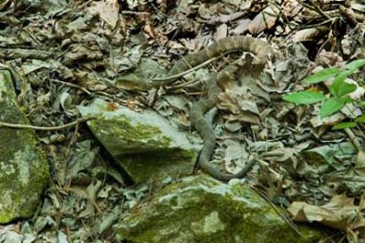 Water Snake