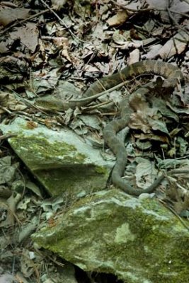 Water Snake