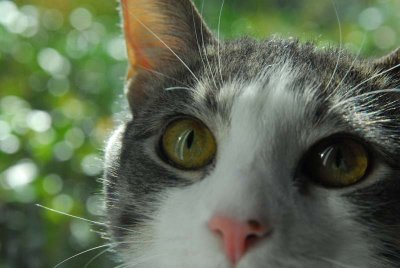 Cat2