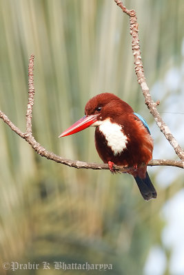 White-Throated King Fisher