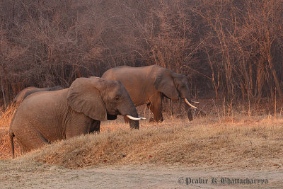 Portfolio: Wild Buffalos, Elephants & Other Wild Mammals of Zambia
