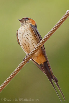 Red-rumped Swallow