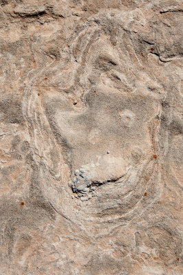 Dinosaur_Footprint#5_MG_2739.jpg