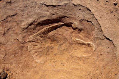 Dinosaur_Footprint#7_MG_2757.jpg