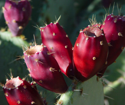 The Jessy Fuller Red Desert Plant Gallery