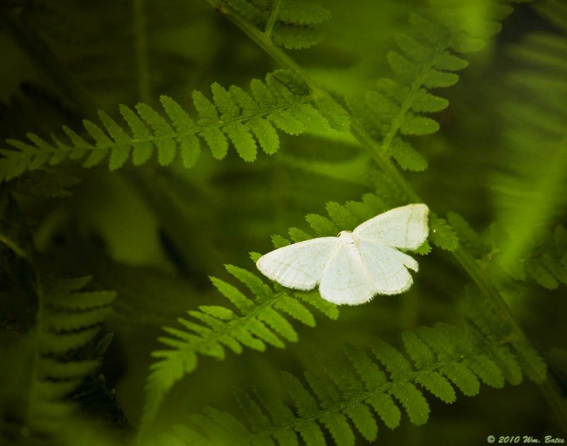 Fern and Butterfly a 06_27_10.jpg