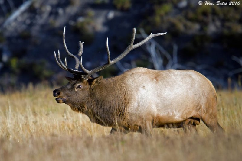 Bull Elk 2 9_25_10.jpg