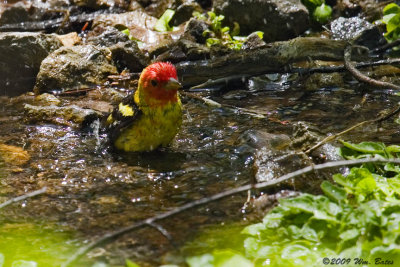 Western Tanager Male 2 05_17_09.jpg