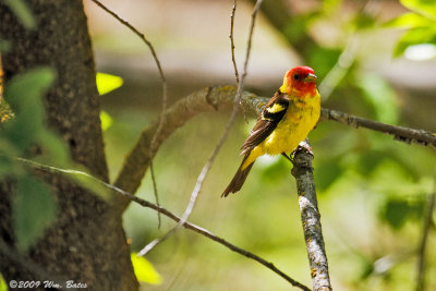 Western Tanager Male 1 05_17_09.jpg