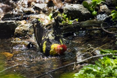 Western Tanager Male 4 05_17_09.jpg
