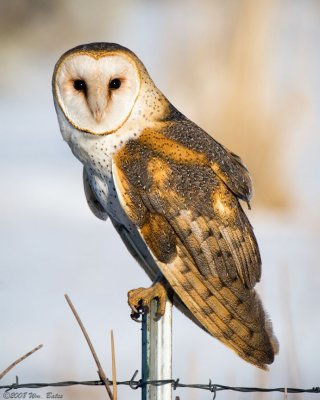 Barn Owl (Tyto alba) 02_15_08.jpg