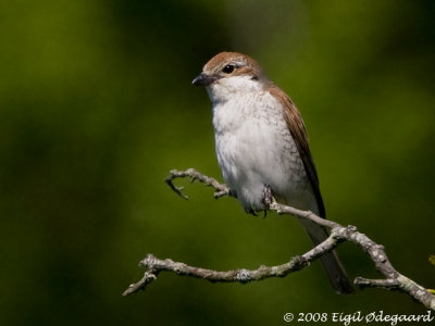 Rdrygget Tornskade female