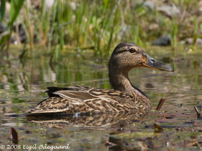 Skeand (Anas clypeata)
