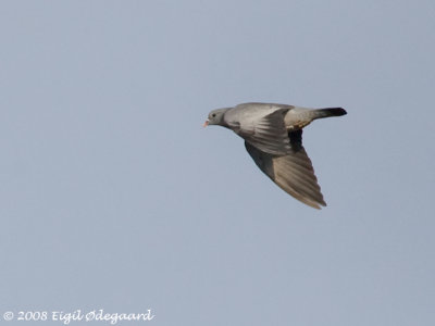 Huldue (Columba oenas)