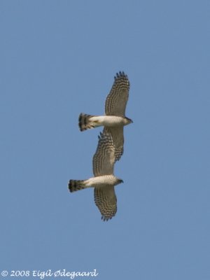 Duehøg (Accipiter gentilis)