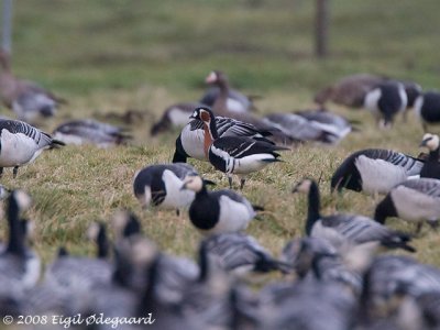 Rdhalset Gaas (Branta ruficollis)