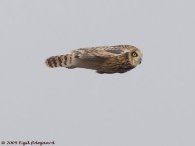 MoseHornugle (Asio flammeus)