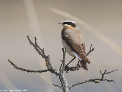 Stenpikker (Oenanthe oenanthe)