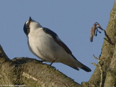 Hvidhalset Fluesnapper (Ficedula albicollis)