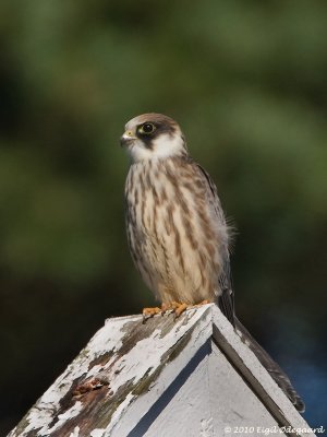 g1/10/320910/3/128009341.aQKlgSrt.jpg