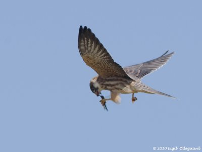 Aftenfalk (Falco vespertinus)