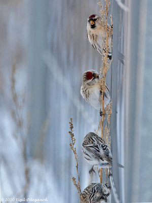 Graasisken (Carduelis flammea)
