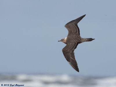 Lille Kjove (Stercorarius longicaudus)