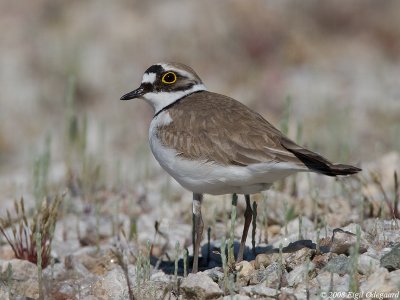 Lille Præstekrave (Charadrius dubius)