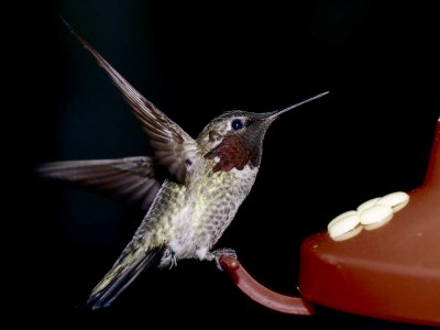 Hummingbirds