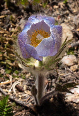 wildflower.jpg