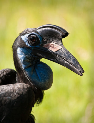 denver zoo bird.jpg