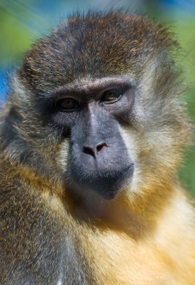 monkey.jpg