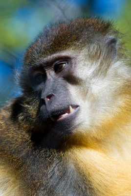 monkey 2.jpg