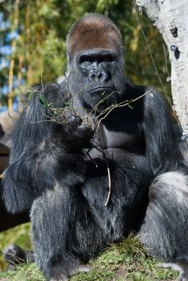 silverback gorilla.jpg